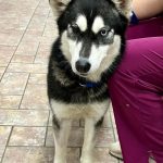Nori *Coming Soon* *Foster Needed*