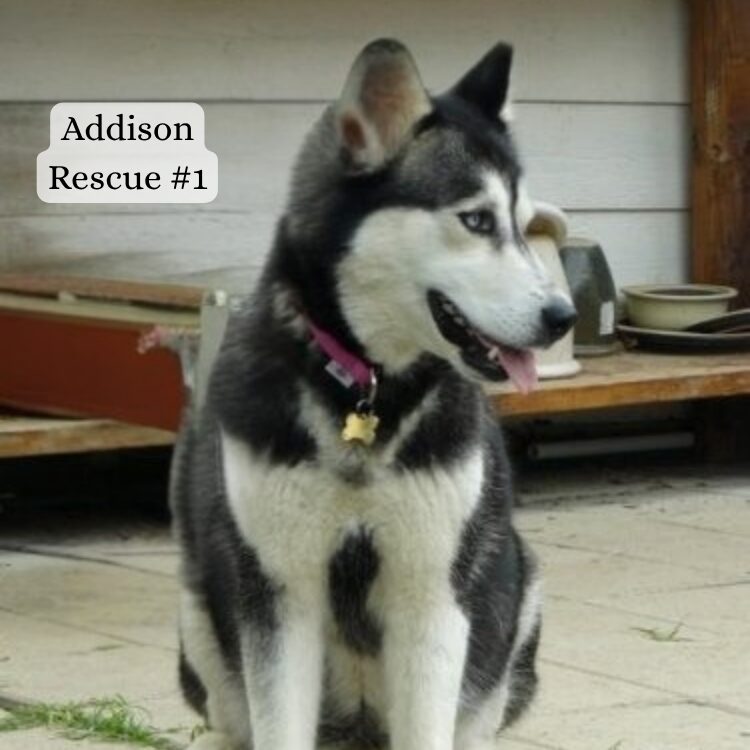 Addison Rescue