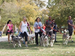 group of people taking huskies for a walk