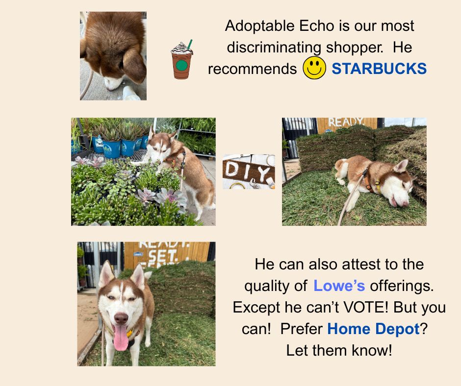 EchoLowes Starbucks