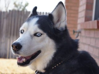black and white husky with blue eyes
