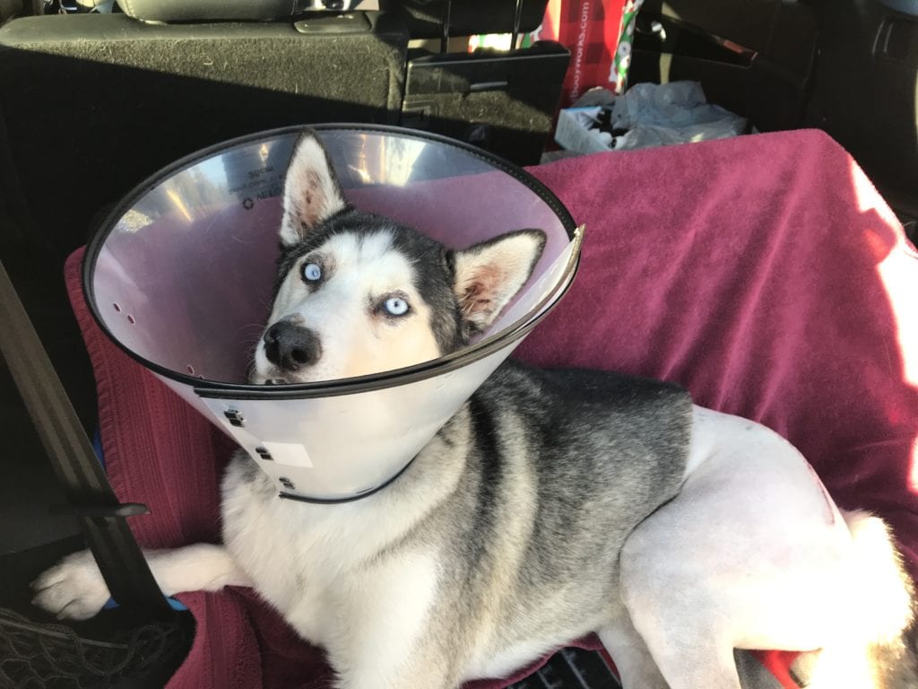 Nala with medical cone after surgery