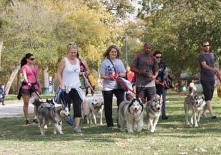 group of people taking huskies for a walk