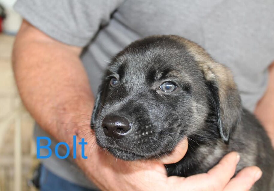 Bolt puppy Bolt puppy