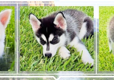 Parks Puppies Parks Puppies