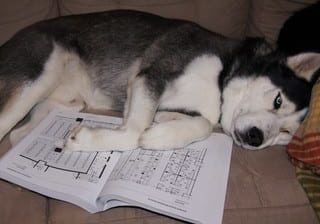 husky lying on a book