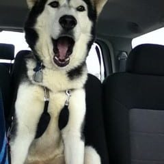 husky in the car