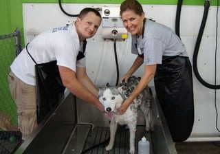 volunteers washing dog