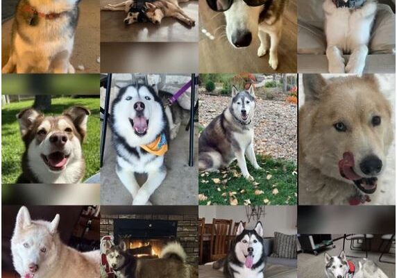 dog of the month nov