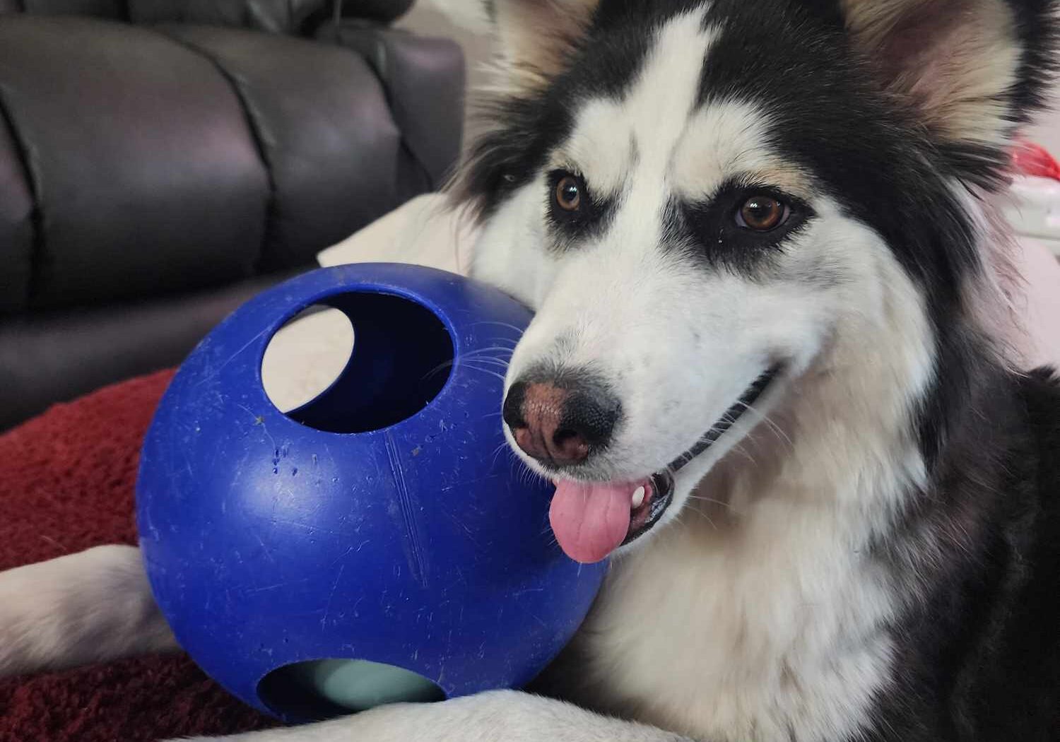 roux ball toy roux ball toy