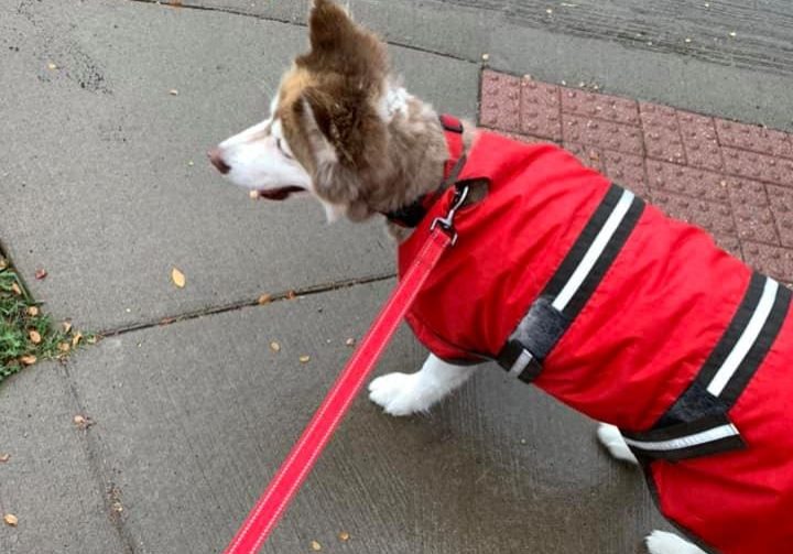sabrina rain husky with red rain coat and leash
