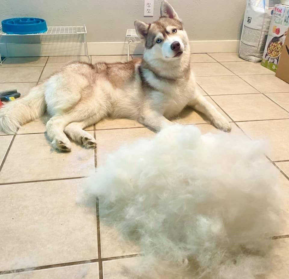 husky lying next to a pile of dog hair