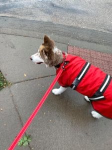 husky with red rain coat and leash
